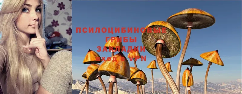 Псилоцибиновые грибы Psilocybe  Россошь 